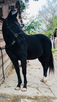 Vente de cheval : COOL DE PERIGNEUX